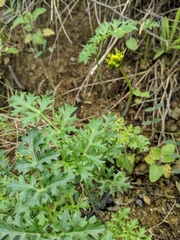 Lomatium parvifolium