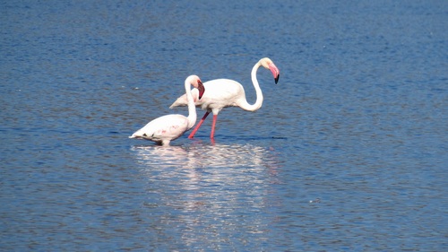Lesser Flamingo (Phoeniconaias minor), photo 7