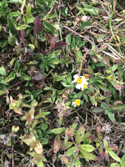 Bidens alba