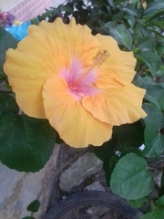 Hibiscus