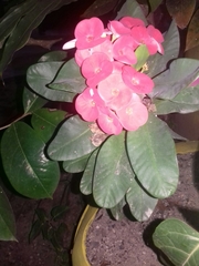 Euphorbia milii