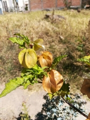 Nicandra physalodes