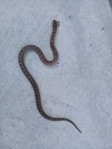 False Ficimia, Pseudoficimia frontalis