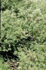 Salix eleagnos