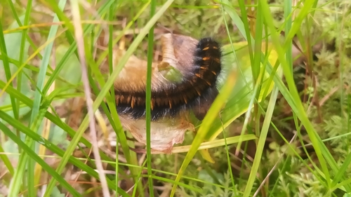 Photo of Fox Moth (Macrothylacia rubi)