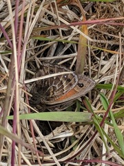 Cosmosatyrus leptoneuroides