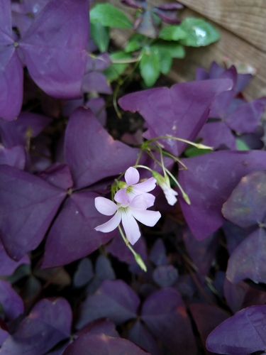 Oxalis 2