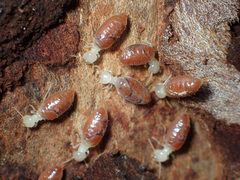 Termitinae