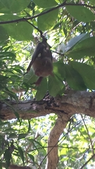 Macronycteris commersonii