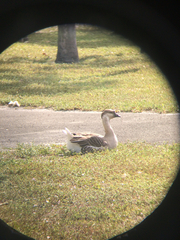 Anser cygnoides domesticus
