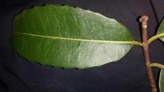 Brexiella