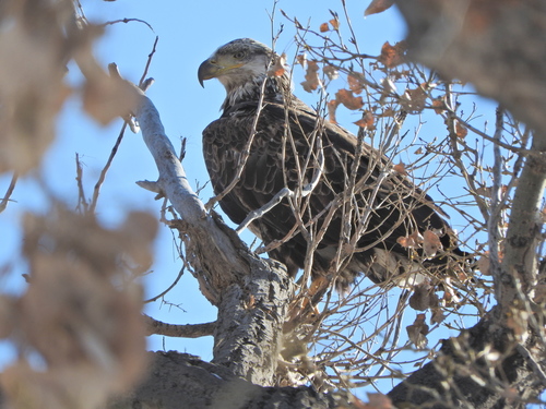 Bald Eagle photographed in Nebraska