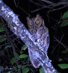 Yungas Screech Owl photo 2