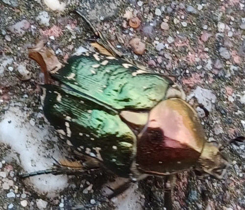 Copper Chafer, 7091 WZ, photo 5 of 10