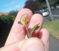 Austropuccinia psidii image