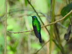 Thalurania glaucopis