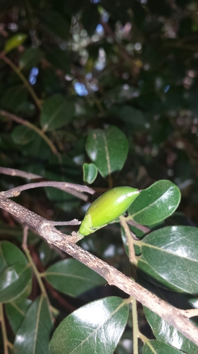 Diospyros tropophylla
