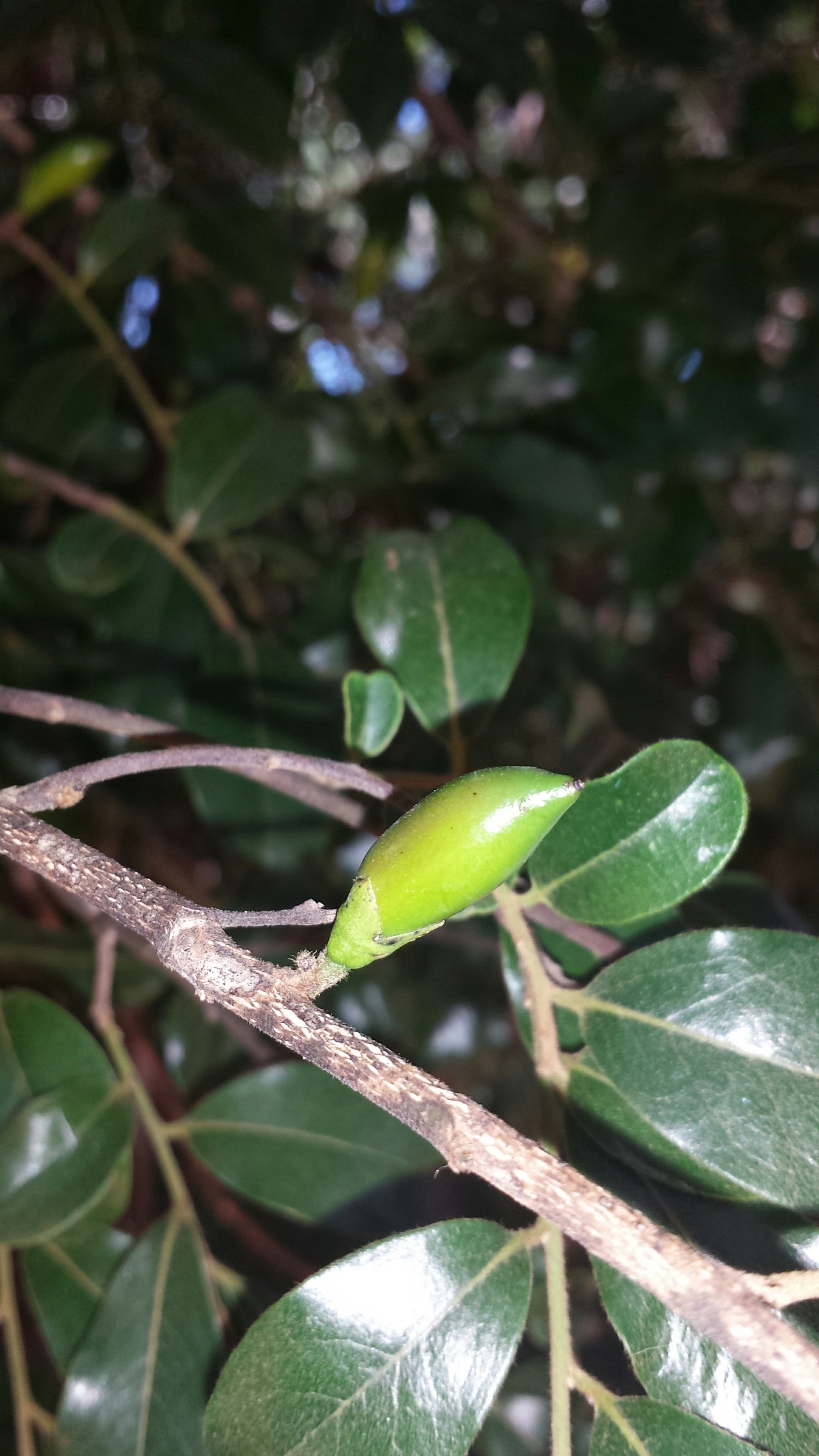 Diospyros tropophylla