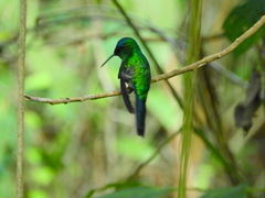 Thalurania glaucopis