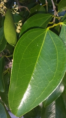 Strychnos diplotricha