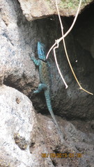 Sceloporus minor cyaneus