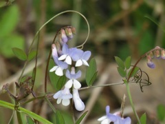 Vicia floridana