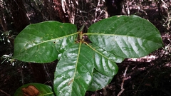 Capurodendron perrieri