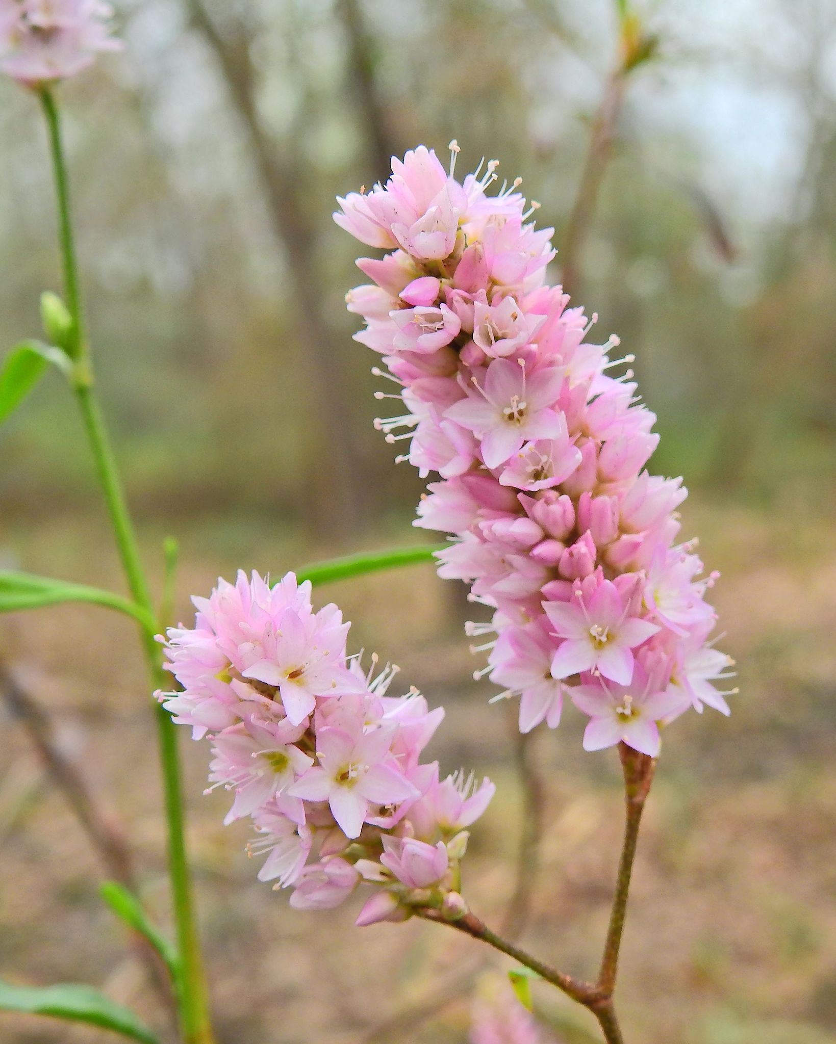 Persicaria bicornis