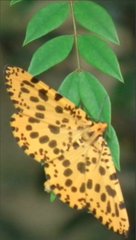 Epobeidia tigrata tigrata