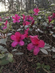 Rhododendron ponticum