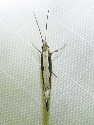 Kopūstinė Kandis nuotrauka