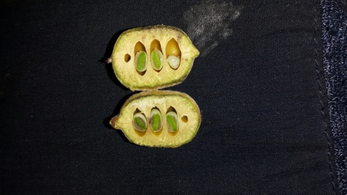 Baudouinia fluggeiformis