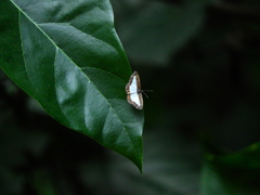 Nymphidium lisimon
