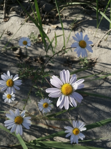 Korean dendranthema (Chrysanthemum zawadzkii)