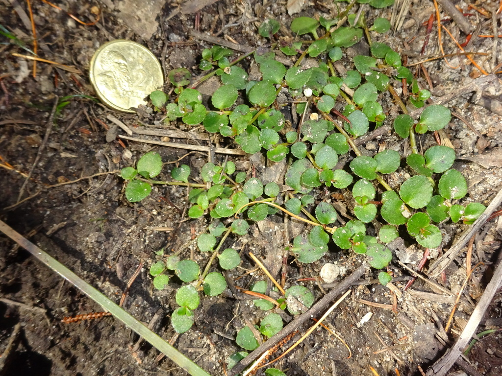 creeping raspwort from Royal Nat'l Park NSW 2232, Australia on August ...