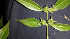 Buxus moratii