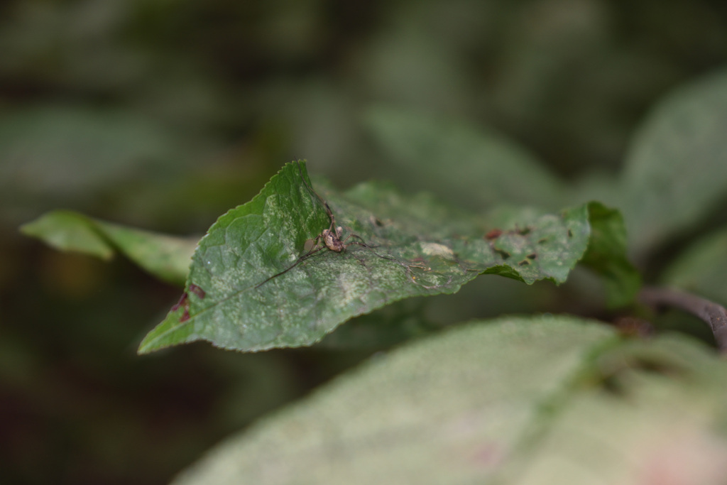 Oligolophinae from Восточный административный округ, Москва, Россия on ...