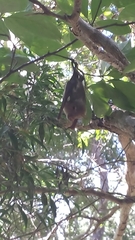 Macronycteris commersonii