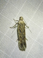 Gelechiini