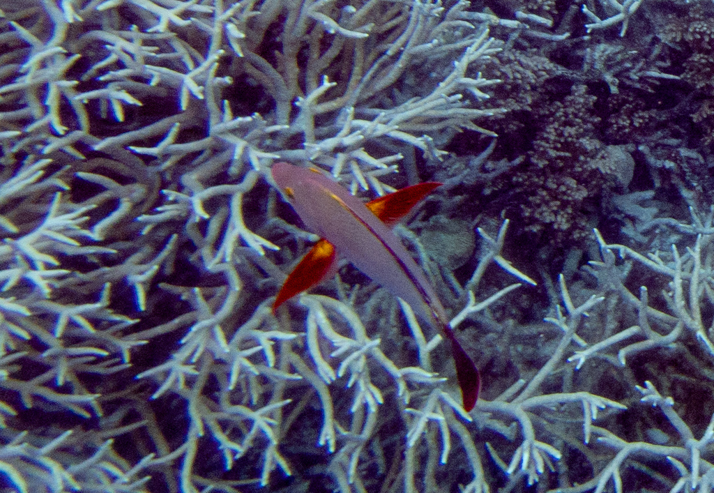 Humpback snapper