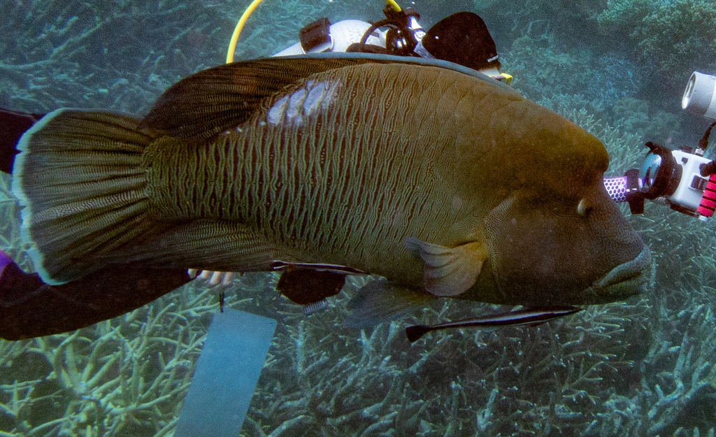 Humphead wrasse