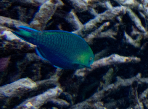 シロオビブダイ