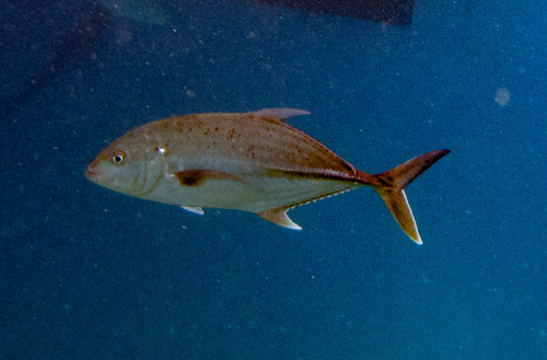 Brassy trevally