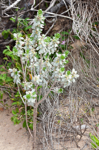 Silvery Spurge Flax (Thymelaea tartonraira) · iNaturalist