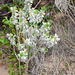 Silvery Spurge Flax - Photo (c) Drepanostoma, some rights reserved (CC BY-NC), uploaded by Drepanostoma