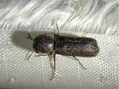 Amphicerus bicaudatus