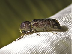 Amphicerus bicaudatus