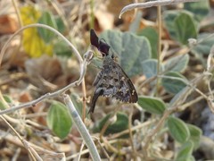 Thorybes dorantes calafia