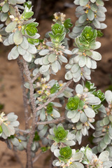 Thymelaea tartonraira tartonraira