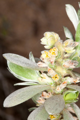 Thymelaea tartonraira tartonraira